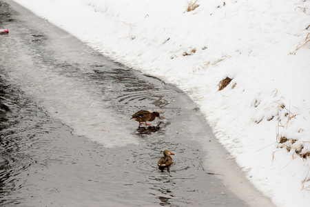 Duck walking on the edge of the ice on the river and feed breadの写真素材