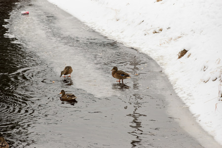 Duck walking on the edge of the ice on the river and feed breadの写真素材