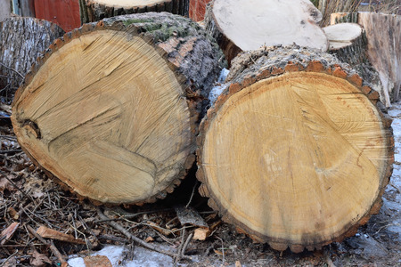 Sawn into large lumps thickest tree in the village of Vyritsa of the Leningrad regionの写真素材