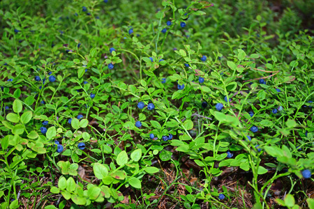 The blueberry bushes in the woods and lots of blue of ripe blueberries.の写真素材
