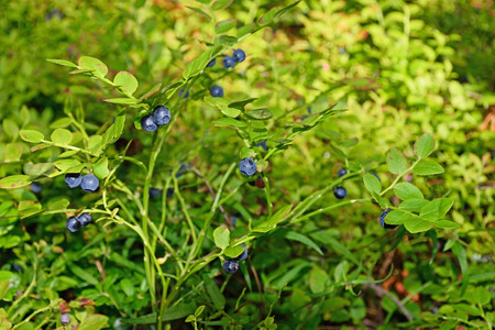 The blueberry Bush covered with ripe berries in the rays of the sun in the forest.の写真素材