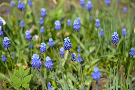 A bed of blue crocuses on a Sunny day in Leningrad regionの写真素材