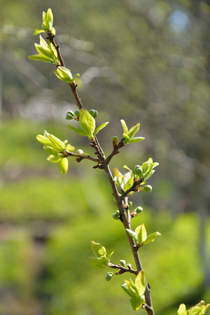 Plum branch with young leaves in Sunny day in Leningrad regionの写真素材