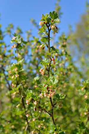 A branch of a flowering gooseberry with young leaves in Sunny day in Leningrad regionの写真素材