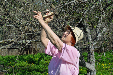An elderly woman gardener shears cuts the Apple tree branch in spring on a Sunny day in Leningrad regionの写真素材