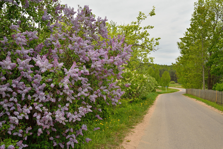 Russian landscape: blooming lilacs near the road in a cloudy day on the territory of the state Museum-reserve of A. S. Pushkin - Petrovskoe the city Pushkinskiye Goryの写真素材