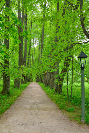 The Park and Avenue in the estate, the house-Museum of Peter Abramovich and Benjamin Petrovich Hannibal of the State Museum-reserve of A. S. Pushkin - Petrovskoeの写真素材