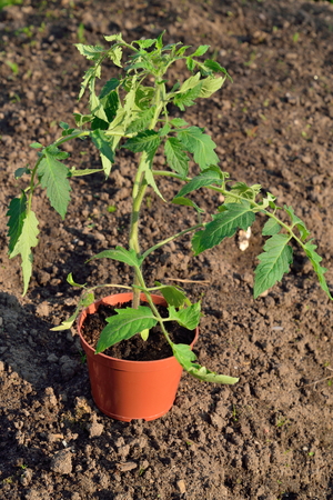 Plant the tomato plant on the ground a Sunny day in  summerの写真素材