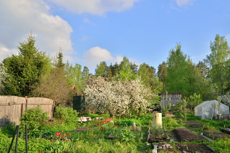 Apple blossom White filling on the dacha Sunny day in  summerの写真素材