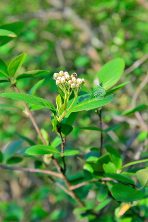 Bugs on flower Aronia Sunny day in  summerの写真素材