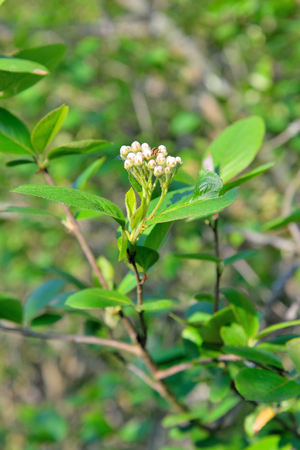 Bugs on flower Aronia Sunny day in  summerの写真素材