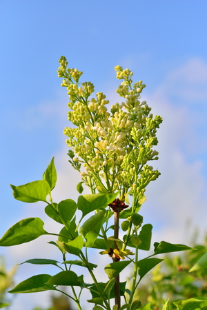 Branch of white lilac blossoms a Sunny day in  summerの写真素材