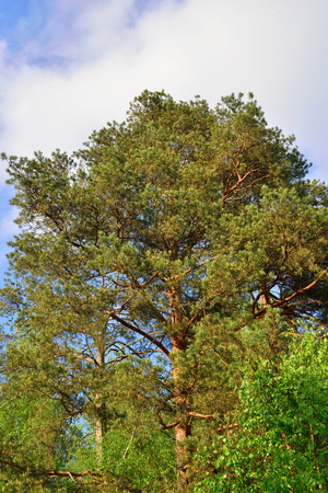 Pine on a background of blue sky Sunny day in  summerの写真素材