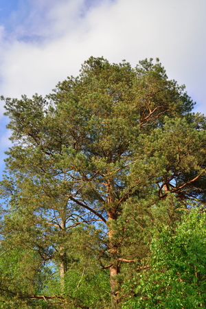 Pine on a background of blue sky Sunny day in  summerの写真素材
