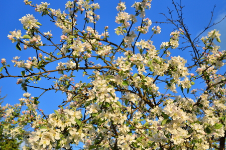 Branch of Apple blossoms against a blue sky Sunny day in  summerの写真素材
