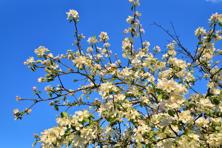 Branch of Apple blossoms against a blue sky Sunny day in  summerの写真素材