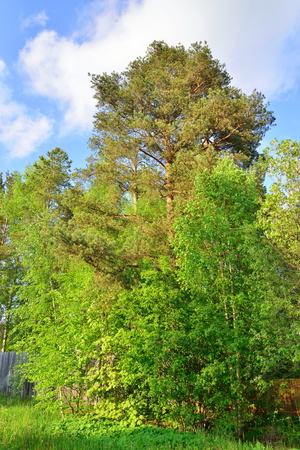 Pine on a background of blue sky Sunny day in  summerの写真素材