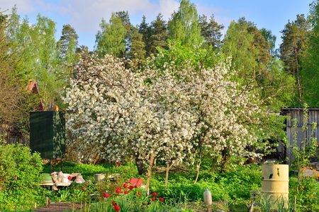 Apple blossom White filling on the dacha Sunny day in  summerの写真素材