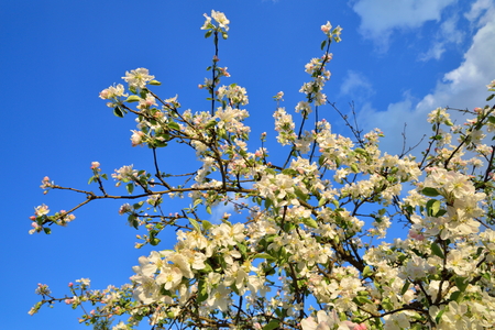 Branch of Apple blossoms against a blue sky Sunny day in  summerの写真素材