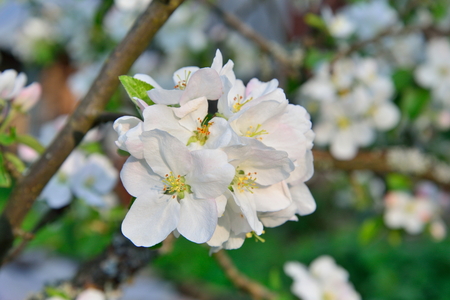 The Apple tree branch with white flowers in  summerの写真素材