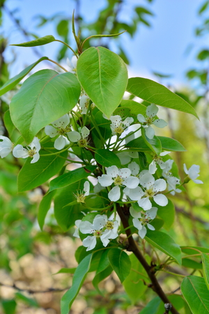 Branch of plum with white flowers in the spring in  summerの写真素材