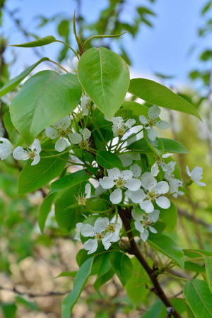 Branch of plum with white flowers in the spring in  summerの写真素材