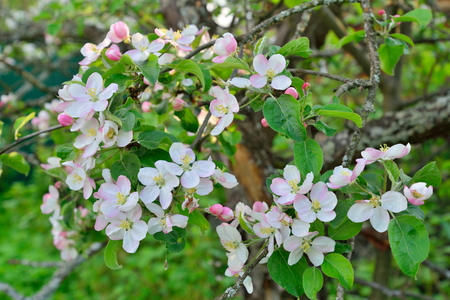 The Apple tree branch with white flowers in  summerの写真素材