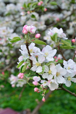 The Apple tree branch with white flowers in  summerの写真素材