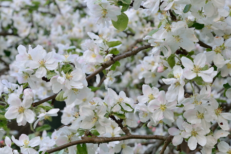 Lush white blooming Apple tree in spring in  summerの写真素材