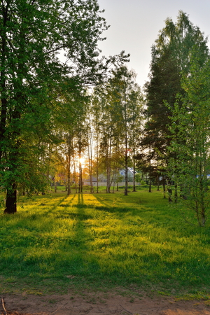 The sun's rays breaking through the branches in the birch grove in  summerの写真素材