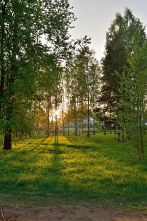 The sun's rays breaking through the branches in the birch grove in  summerの写真素材