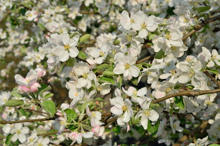 Lush white blooming Apple tree in spring in  summerの写真素材
