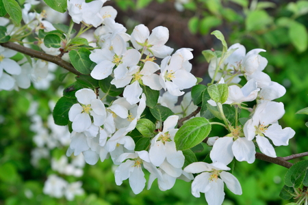 Branch of apple with white flowers in  summerの写真素材