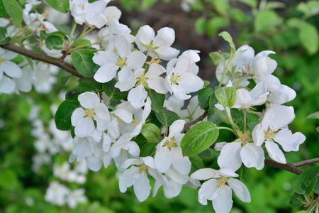 Branch of apple with white flowers in  summerの写真素材