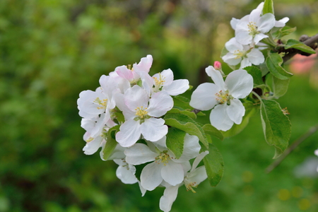 Branch of apple with white flowers in  summerの写真素材
