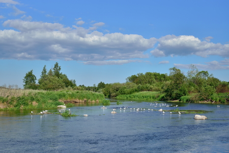 The river in the field and the gulls on the rocks of Sunny day .の写真素材