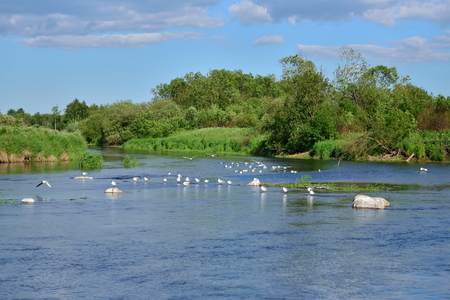 The river in the field and the gulls on the rocks of Sunny day .の写真素材