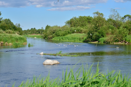 Seagulls sitting on the rocks in the middle of the river Sunny day .の写真素材