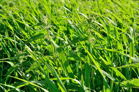 Nettle in the sun on a grass background .の写真素材