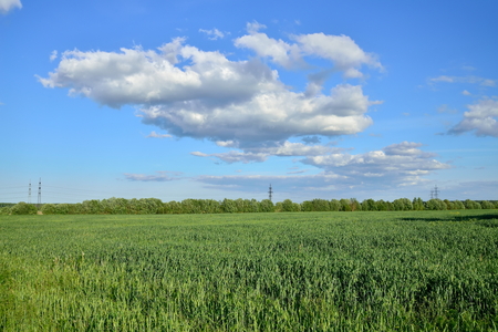 Green grass field under blue sky with clouds sun day .の写真素材