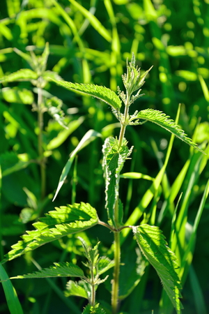 Nettle in the sun on a grass background .の写真素材