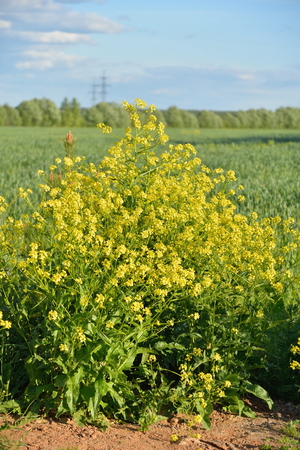 Bush yellow bittercress Sunny day .の写真素材