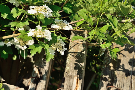 A snowball tree in bloom near the old fence .の写真素材