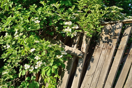 A snowball tree in bloom near the old fence .の写真素材