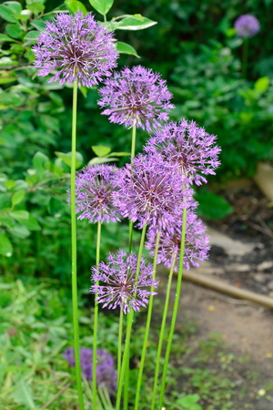 Decorative lilac bow in the garden .の写真素材