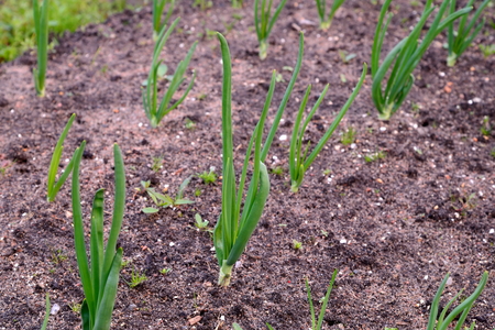 Young green onions in the garden .の写真素材