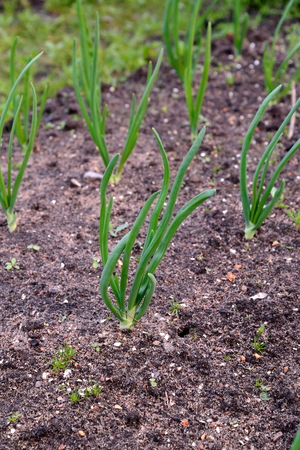 Young green onions in the garden .の写真素材