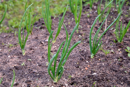 Young green onions in the garden .の写真素材