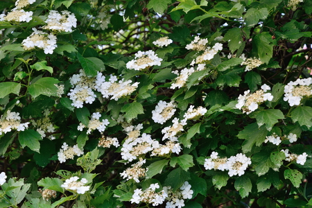 Blooming viburnum .の写真素材
