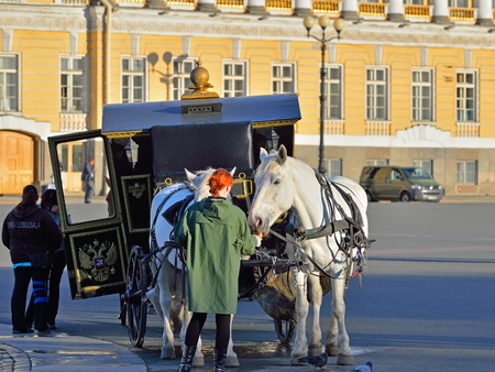 Girl feeds-drawn carriage horse on the Palace square in Saint-Petersburg.の写真素材